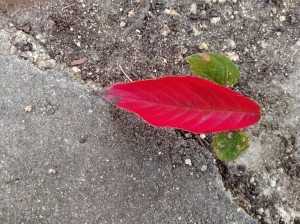 leaf08.jpg