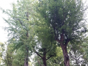 tree18.jpg