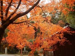 autumn02.jpg