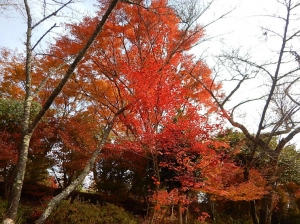 autumn04.jpg