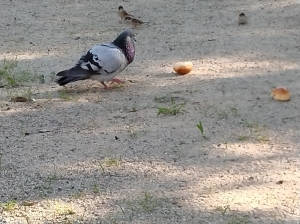 bird35-2.jpg