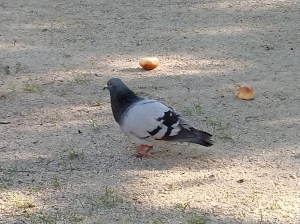 bird35-3.jpg