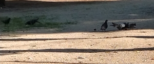 bird35-4.jpg