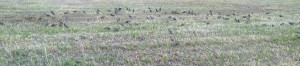 bird38.jpg