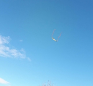 kite3.jpg