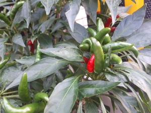 pepper02.jpg