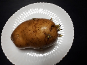 potato01.jpg