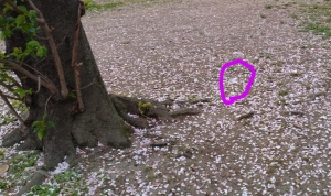 sakura18-2.jpg
