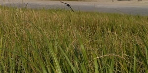 swallow08-2.jpg