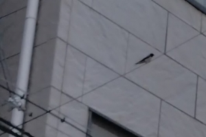 swallow08-5.jpg