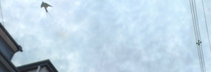 swallow08-6.jpg