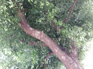 tree12.jpg