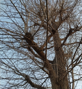 tree14.jpg