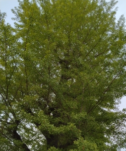 tree15.jpg