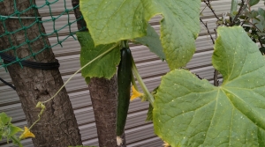 vege11-2.jpg